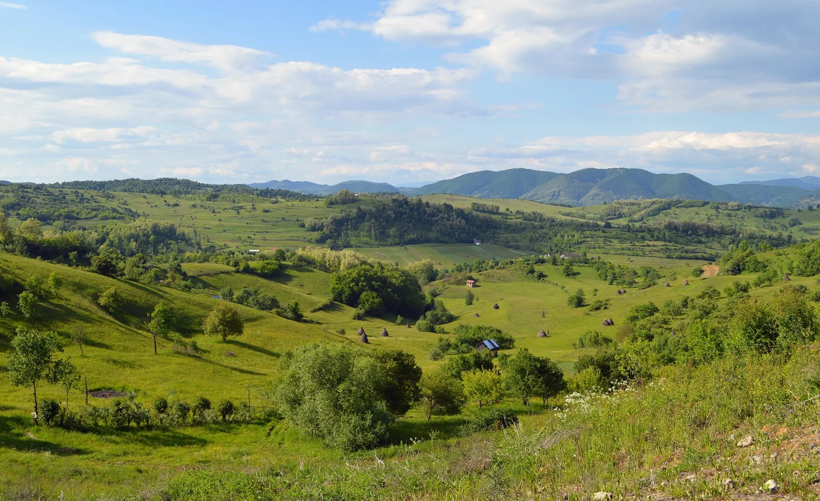 Rolling hay-meadow hills of Maramureș
