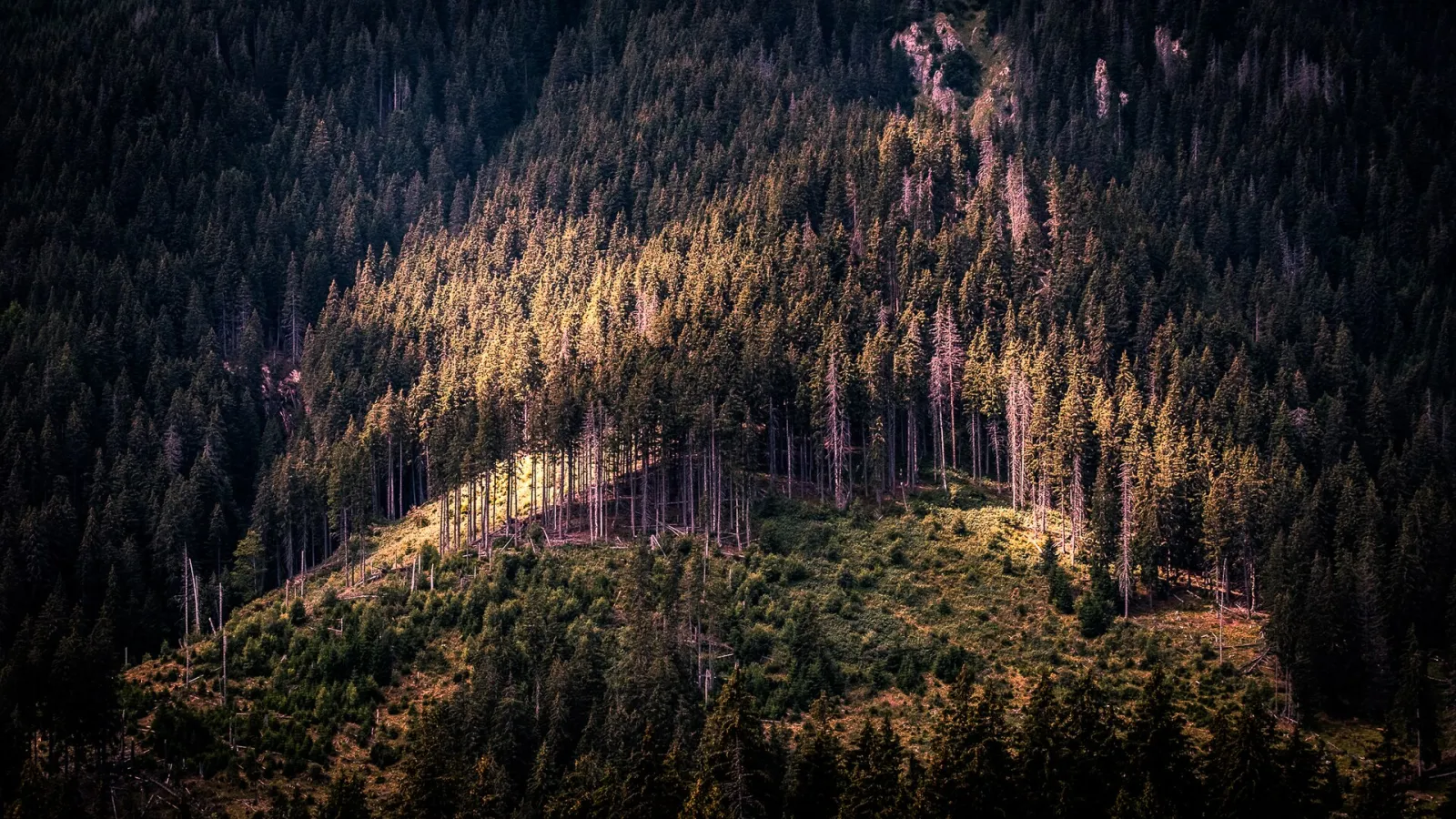 Forested Carpathian ridges in southern Transylvania