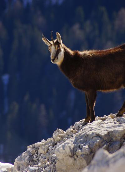 Chamois trophy