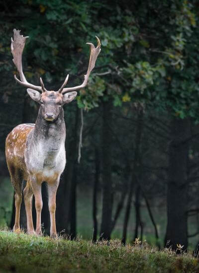 Fallow deer trophy
