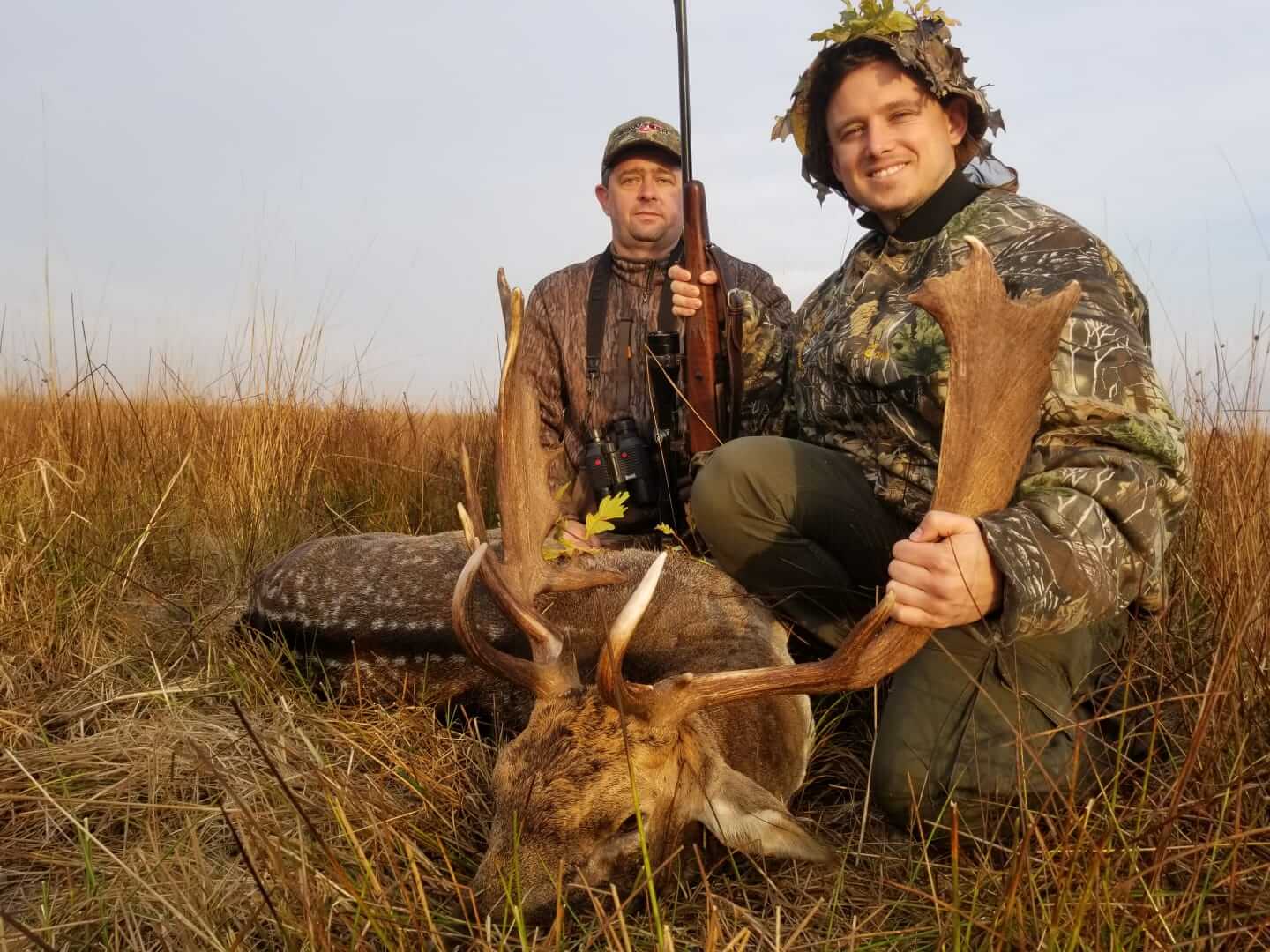 Fallow deer trophy