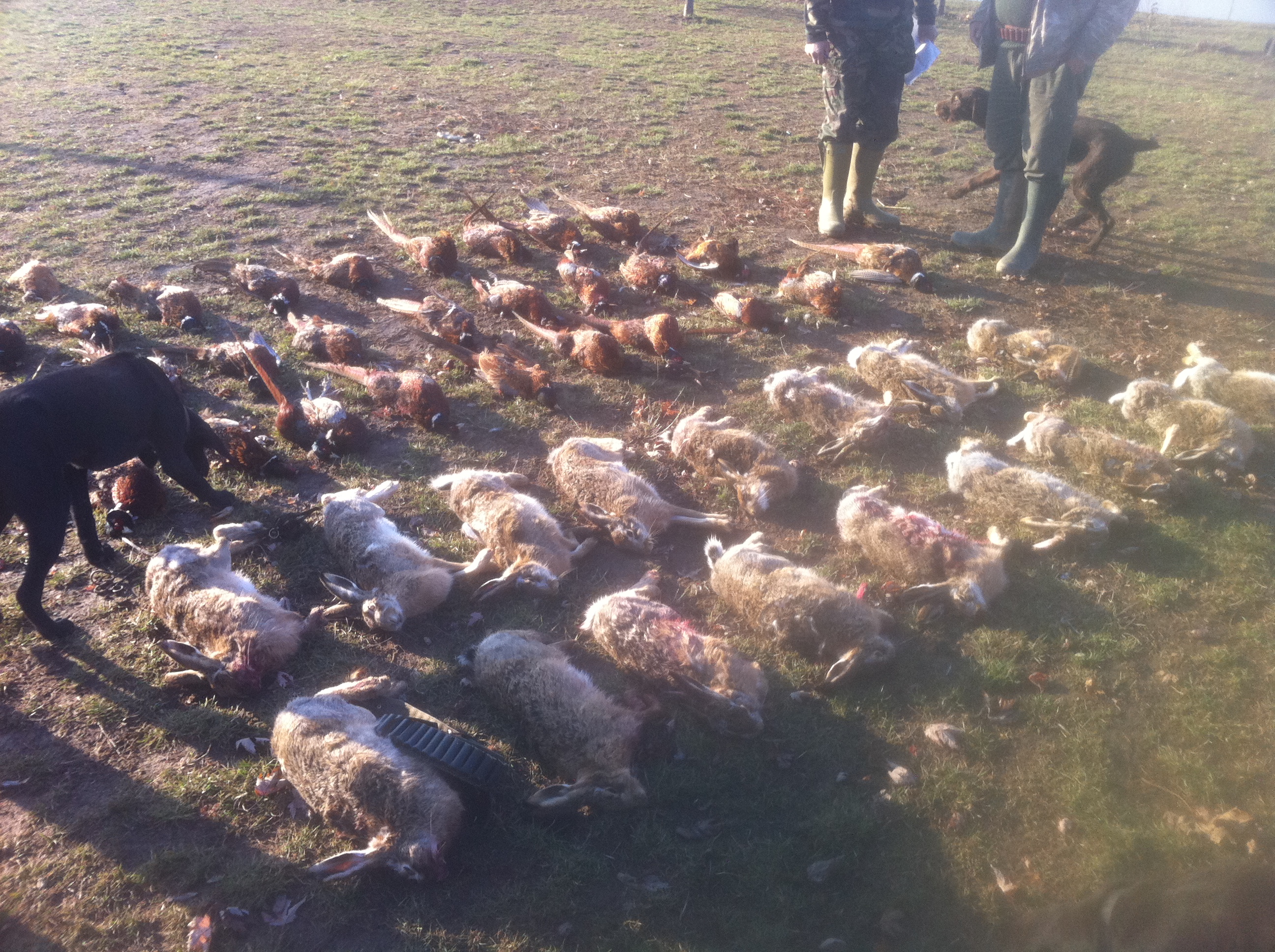 Pheasant shoot