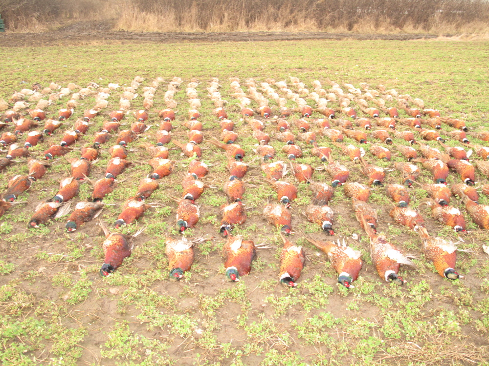 Pheasant shoot
