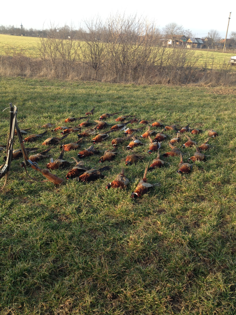 Pheasant shoot