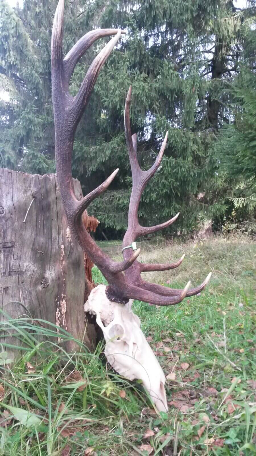 Red deer trophy