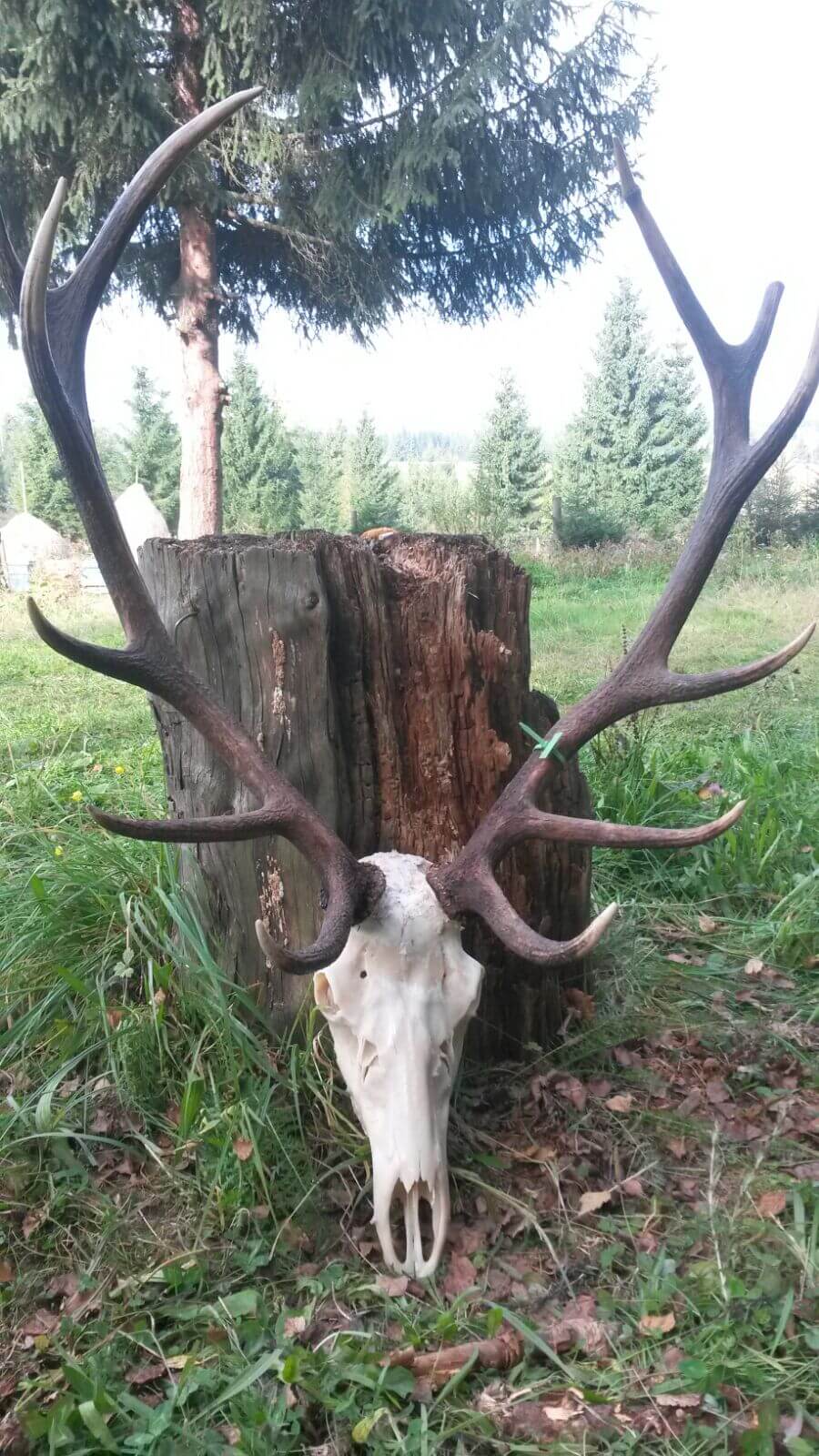 Red deer trophy