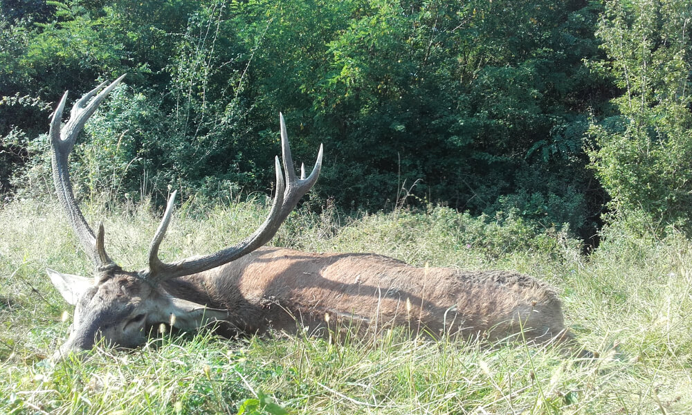 Red deer trophy