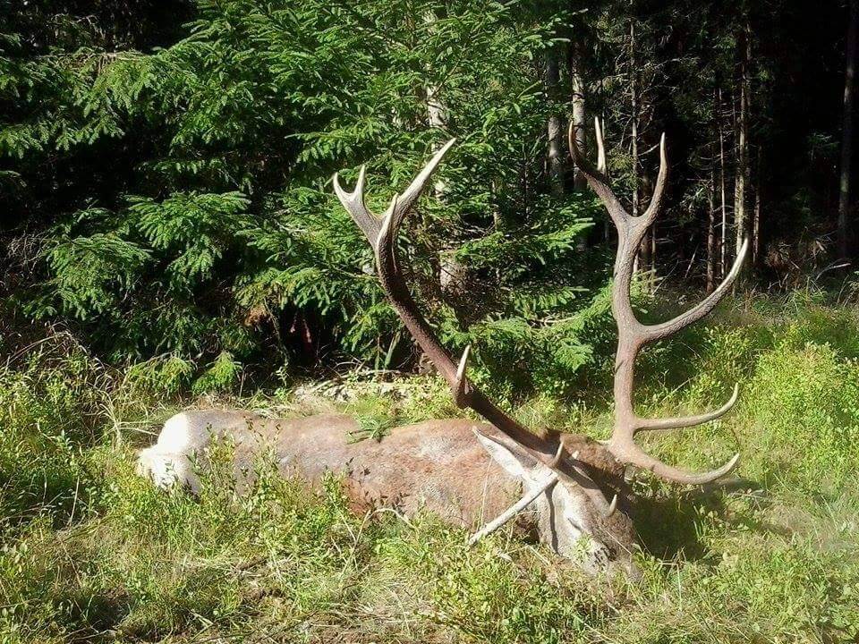 Red deer trophy