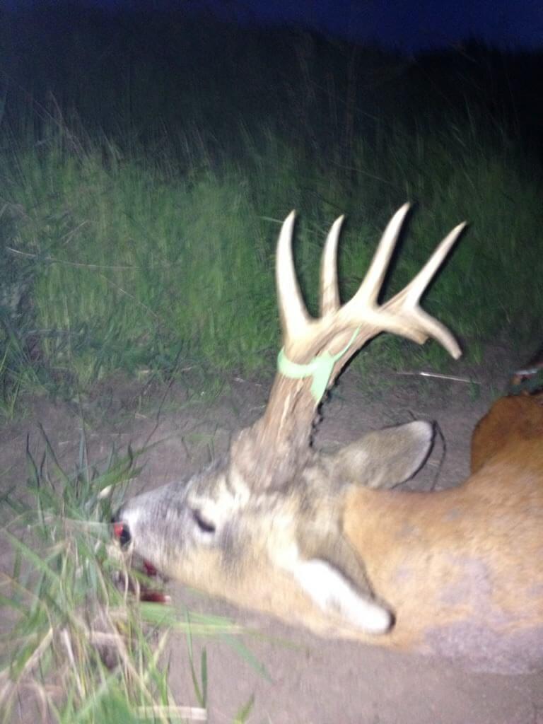 Roe deer trophy