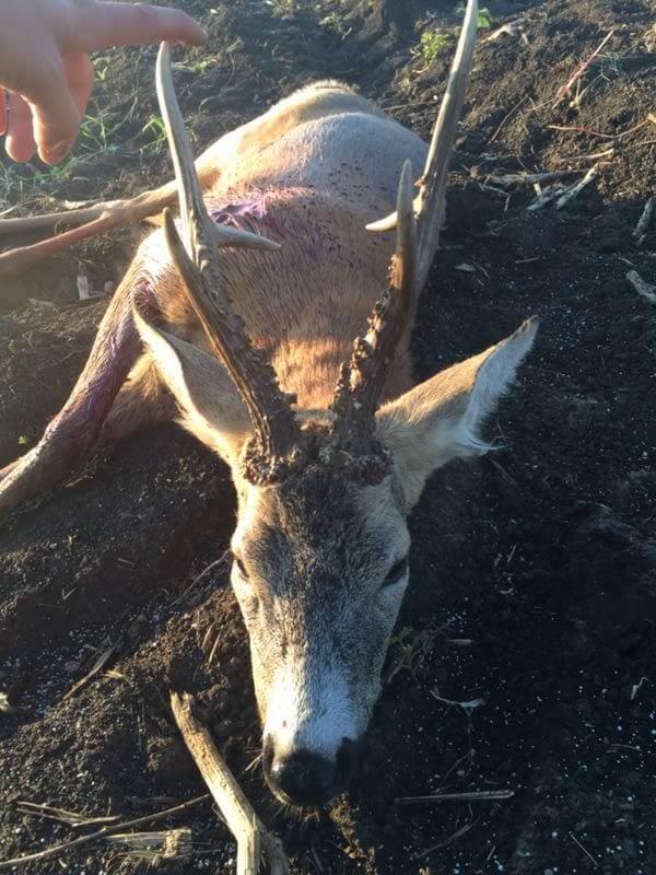 Roe deer trophy