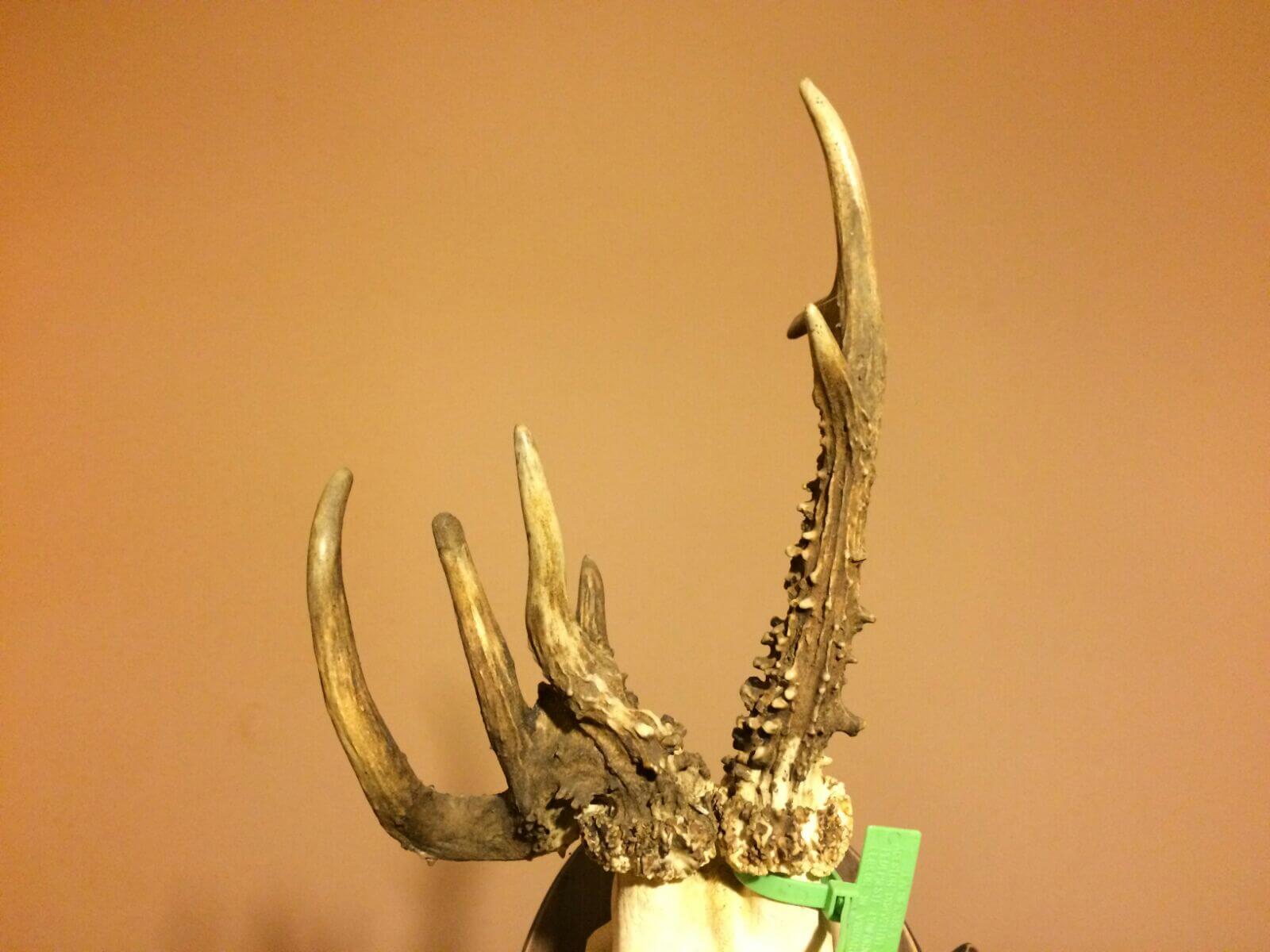 Roe deer trophy
