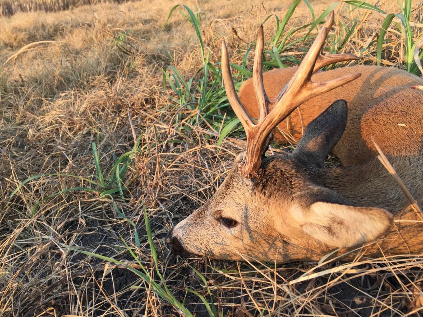 Roe deer trophy