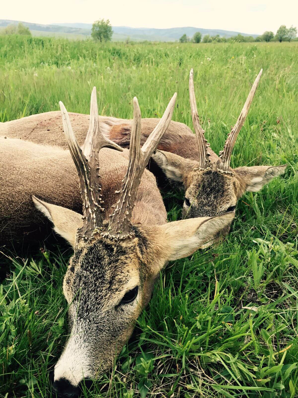 Roe deer trophy