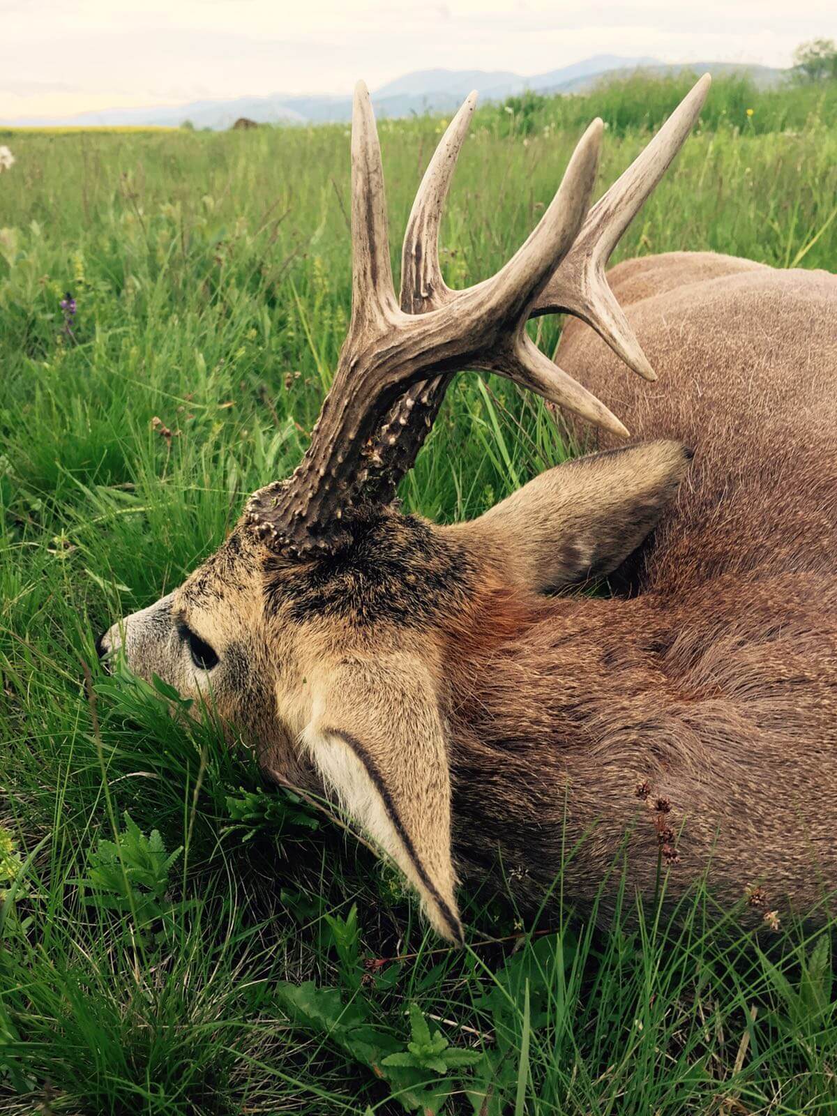 Roe deer trophy