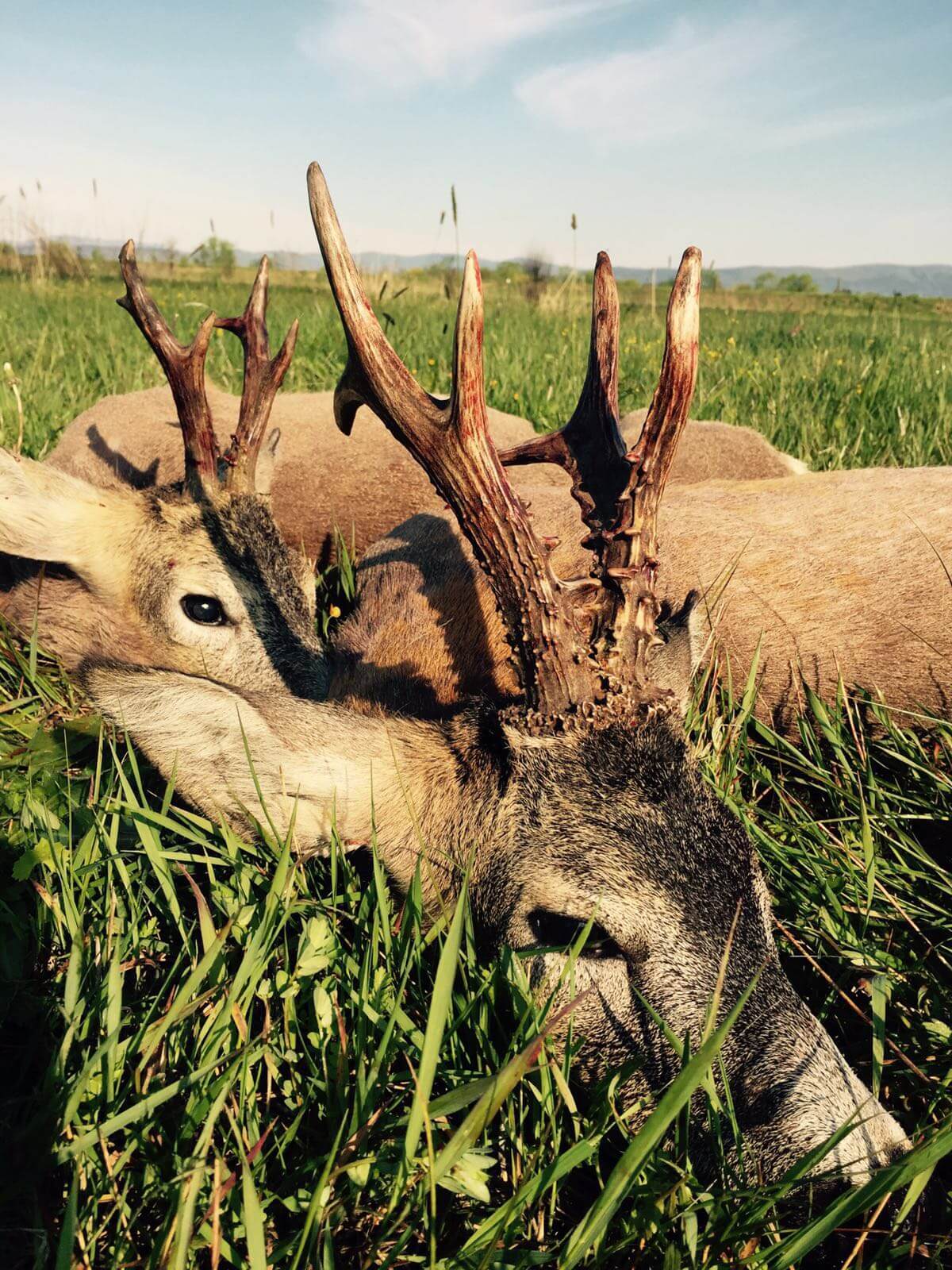 Hunter with a Carpathian roe deer trophy buck