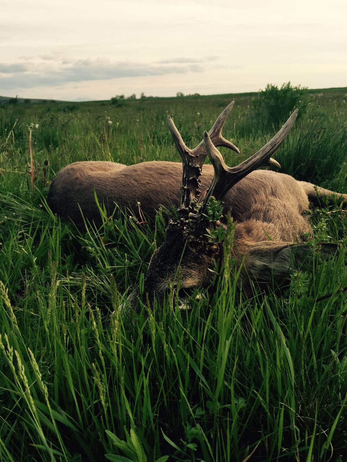 Roe deer trophy
