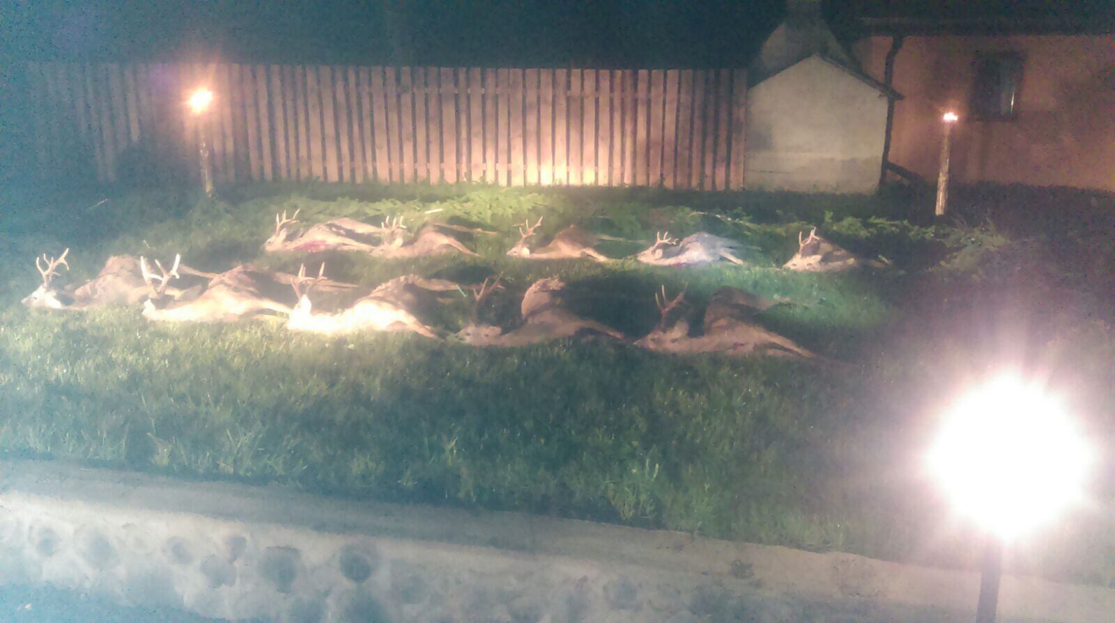 Roe deer trophy