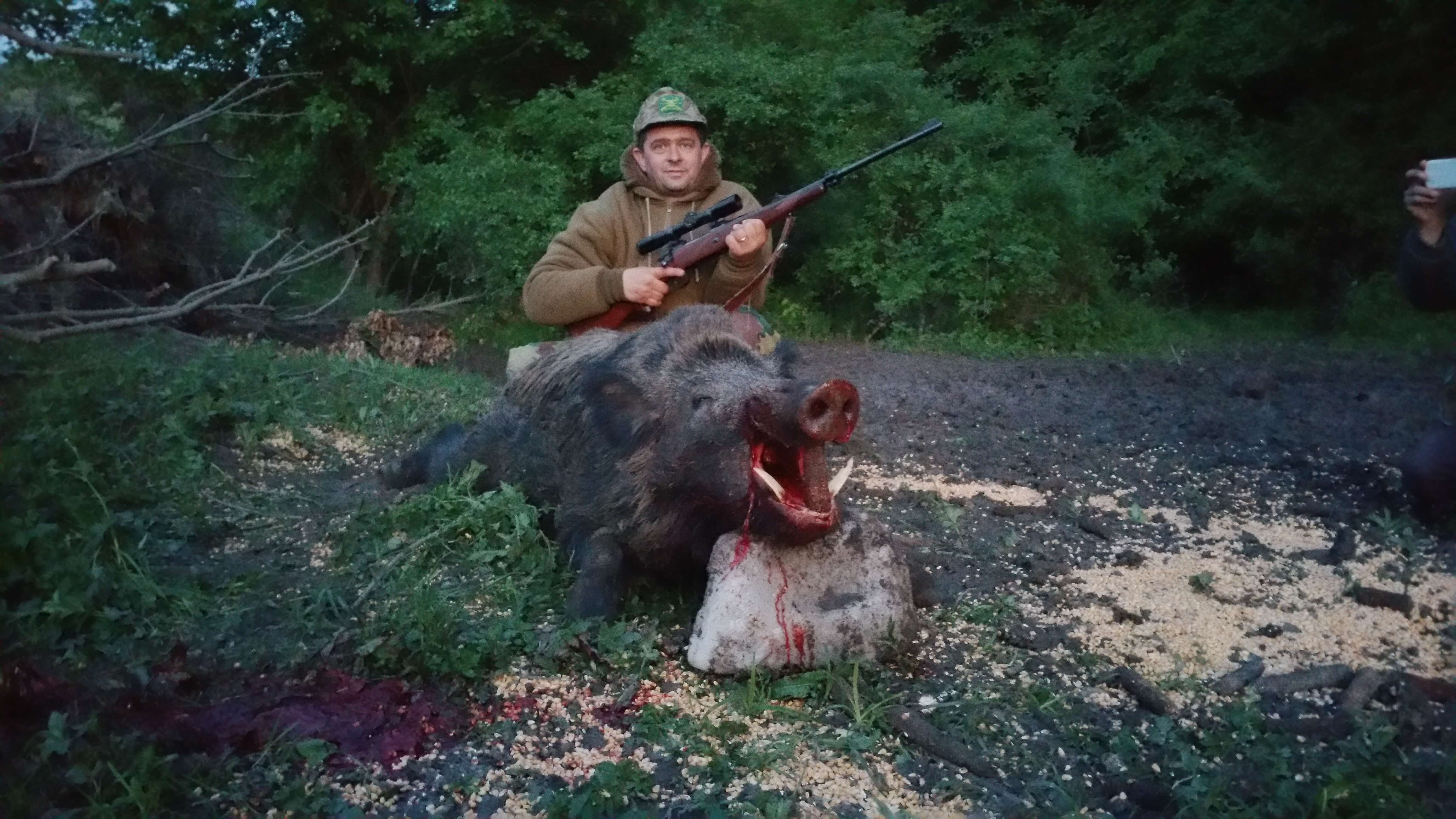 Wild boar trophy