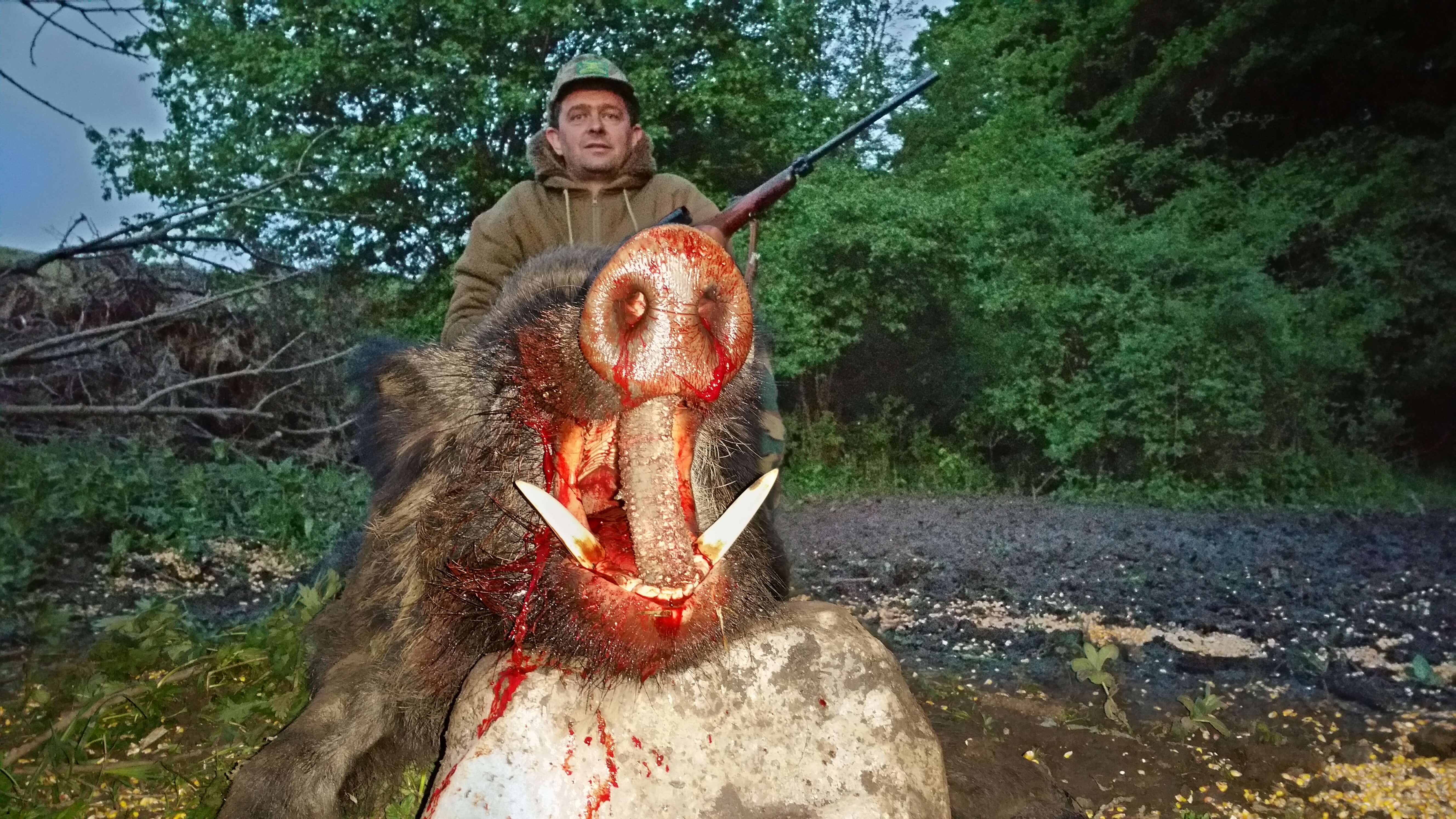 Wild boar trophy