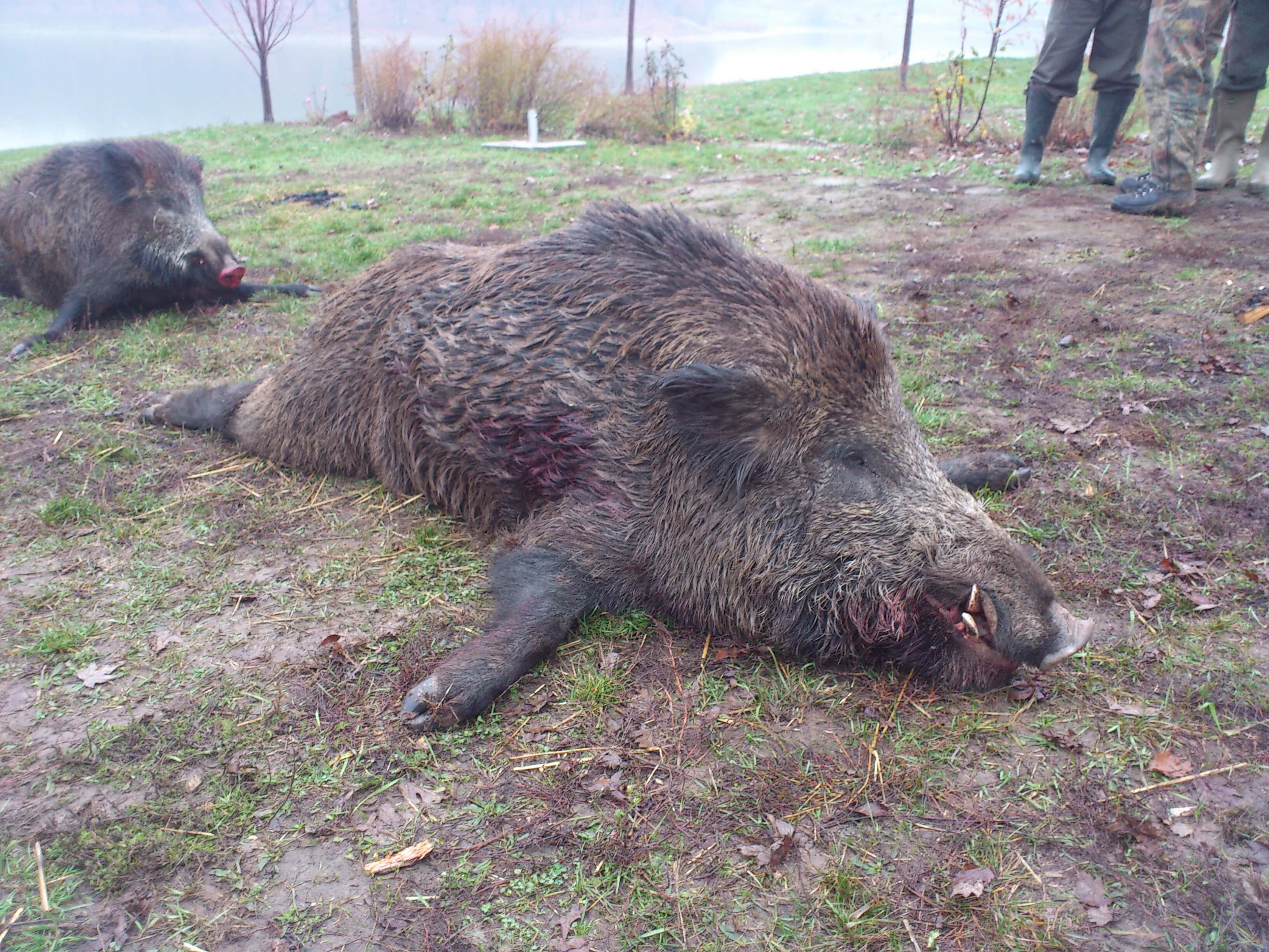 Wild boar trophy