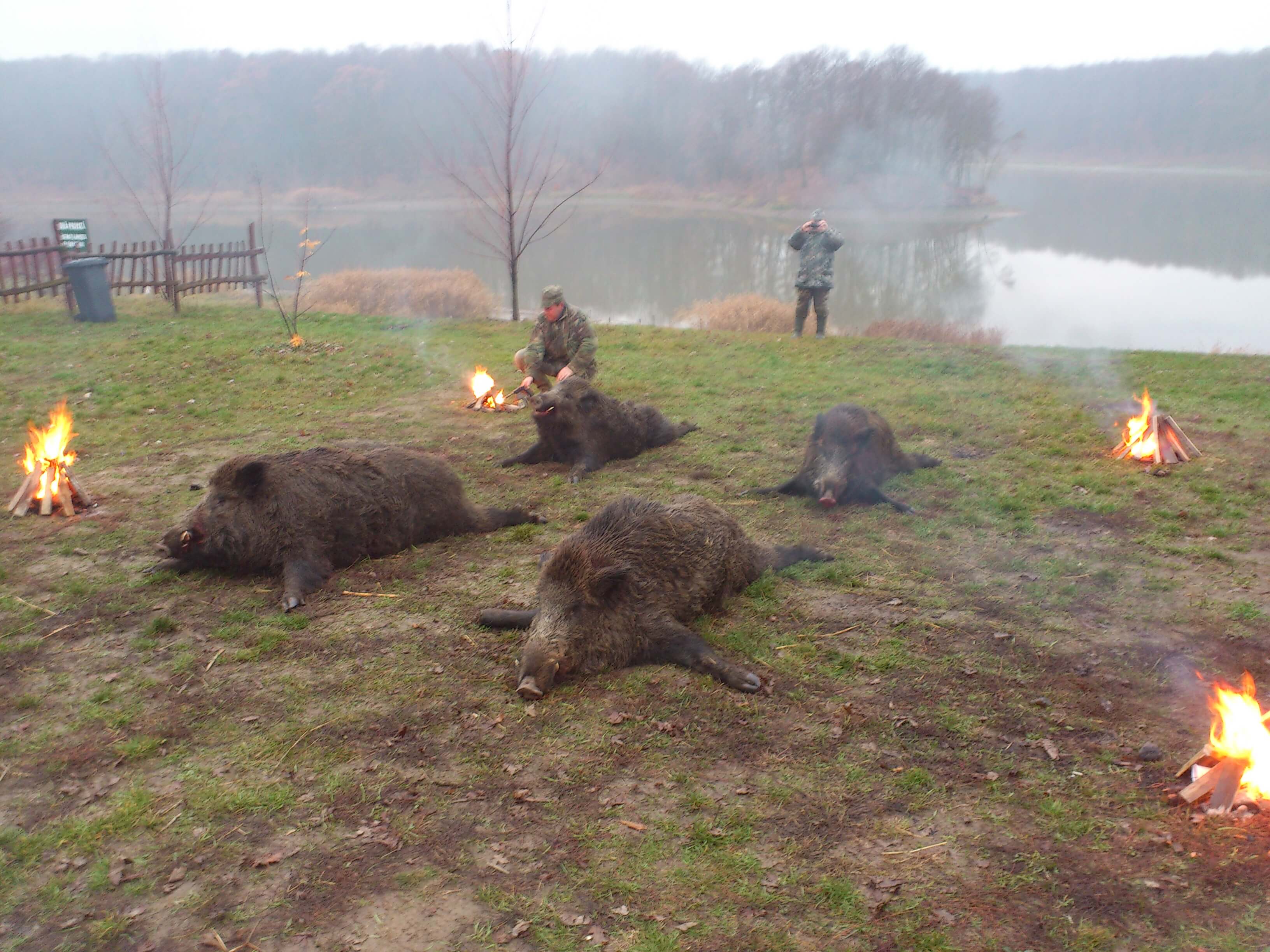 Wild boar trophy