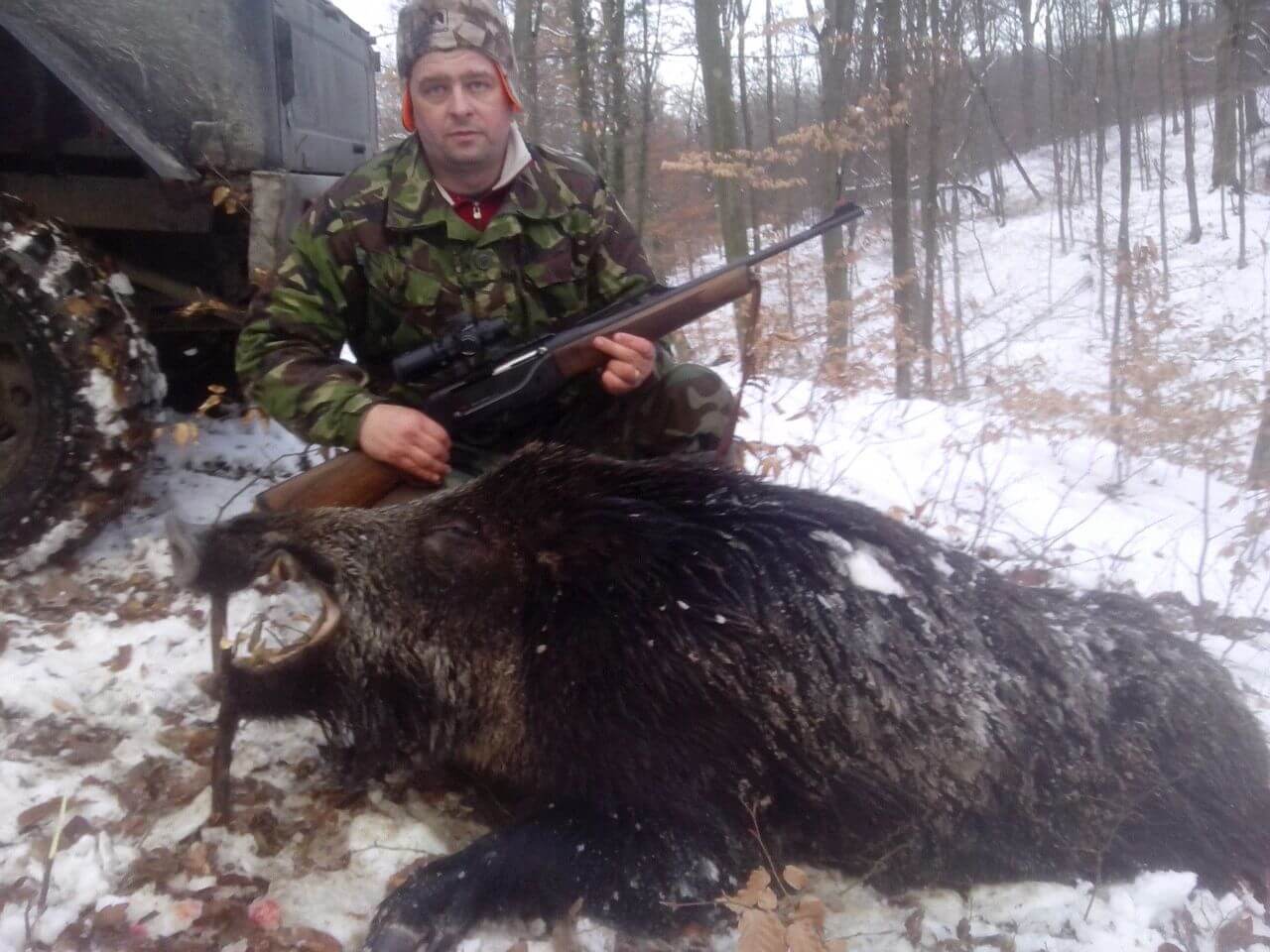 Wild boar trophy