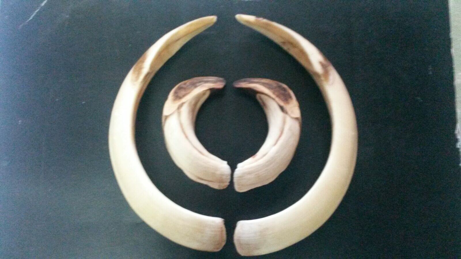 Wild boar trophy