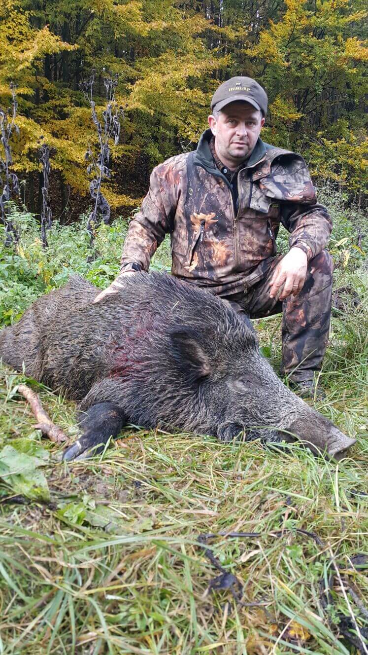 Wild boar trophy