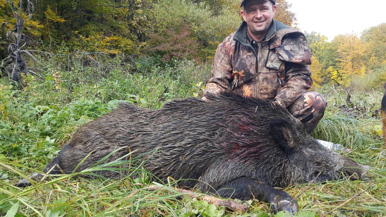 Wild boar trophy