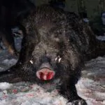 Vanatoare De Mistret In Romania Romania Hunting